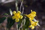 Yellow jessamine